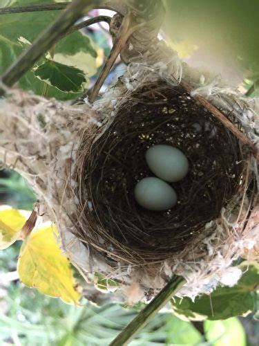 鳥在陽台築巢怎麼辦|野鳥叫聲好滋擾？家中有野鳥築巢怎麼辦？漁護署教你。